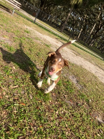 Australian Shepherd – Male Australian shepherd & Texas heeler mix