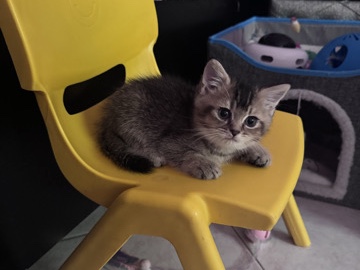 Male kitten – عجمان