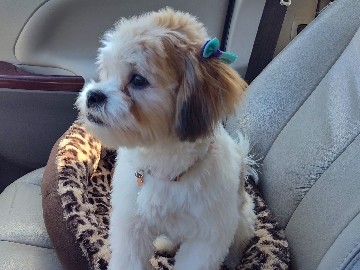 Shih Tzu – Shih Tzu/Bichon Frise – Columbus