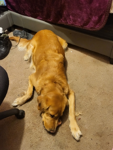 Golden Retriever – Pure Breed Golden Retrievers