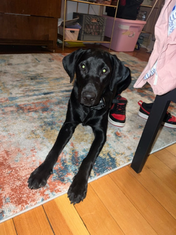 Pure bred black lab