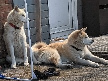 Akita – Akita Inu & Akita Shiba – Glasgow