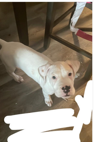 Boxer – boxer puppy