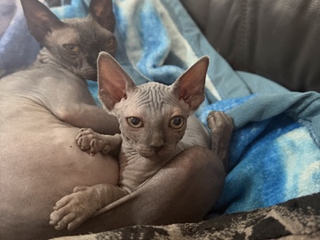 Sphynx – Playful Female Sphynx Kitten for Sale – 10 Weeks Old – Chatham