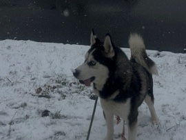 Siberian Husky – Shaka – Chelsea
