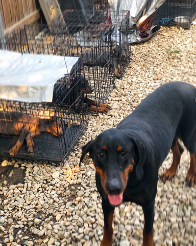 Doberman Pinscher – Doberman pincher’s