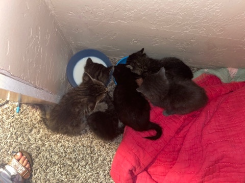 Russian Blue – Kittens