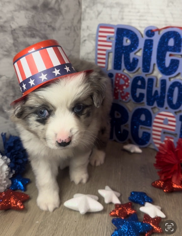 Miniature Australian Shepherd – mini Australian shepherd