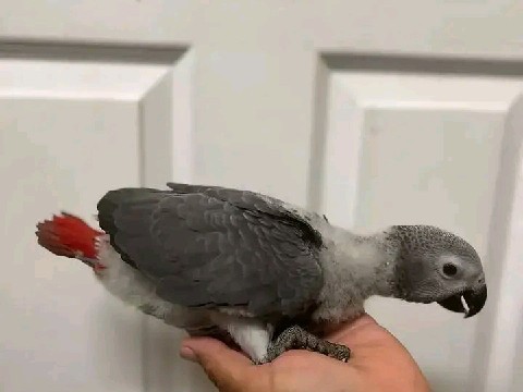 Parrot – African grey – New York