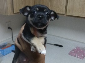 Chihuahua – black and white Chihuahua – Sacramento