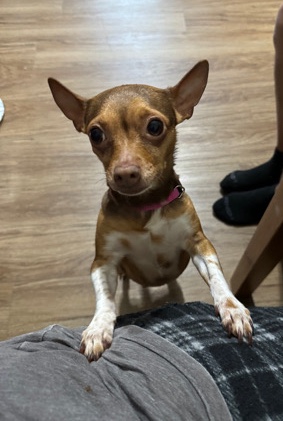 Chihuahua – Female Chihuahua