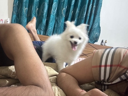 Pomeranian – suzi