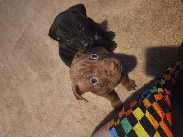 American Pit Bull Terrier – Pitbull Puppies