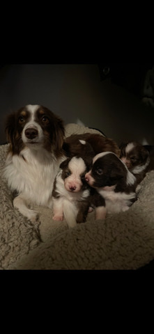 Australian Shepherd – Australian Border Collie