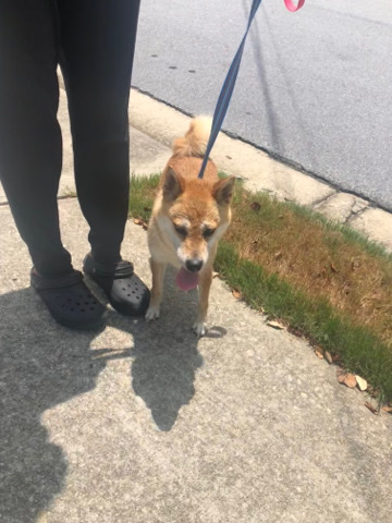 Shiba Inu – Shiba Inu