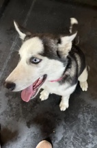 Siberian Husky – Rehoming Daisy