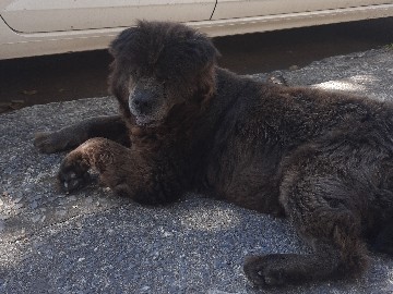Chow Chow – procura-se lar para chanel! – Belo Horizonte