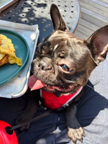 French Bulldog – looking for a new home for Ryder