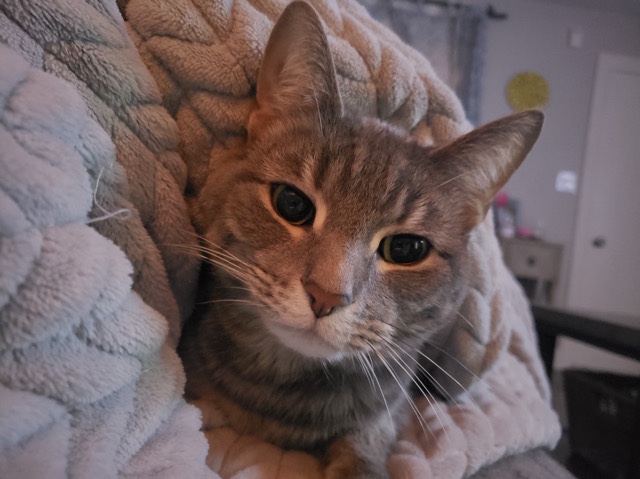 American Shorthair - 🐾 Meet Mister 🐾 available for adoption in Chicago