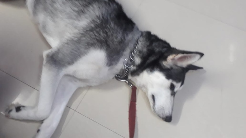 Siberian Husky – daisy