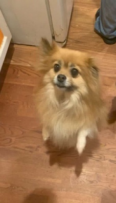 Pomeranian – Pomeranian
