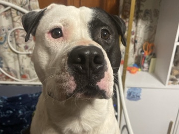 American Staffordshire Terrier – Rehoming the Sweetest Boy: Peppercorn – Blue Ridge