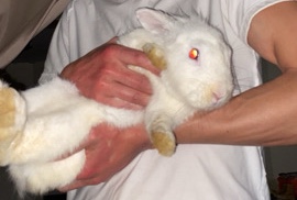 Bunny’s