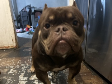 American Bulldog – Dog for sale – Farmingdale