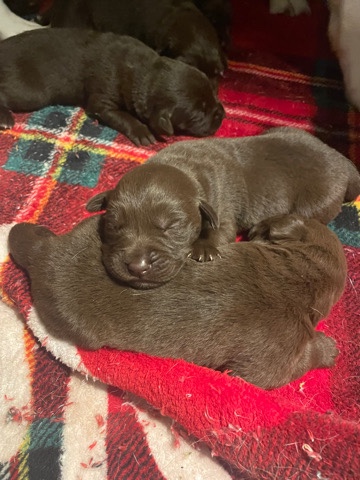 lab mix puppies