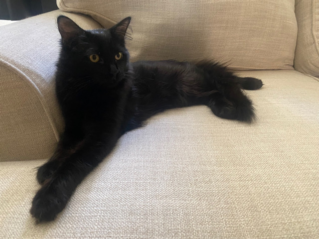 Chantilly-Tiffany – Need to rehome this cat