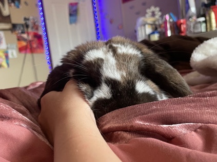 Charlie the Bunny