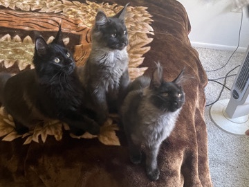 Maine Coon – Pure breed – New York