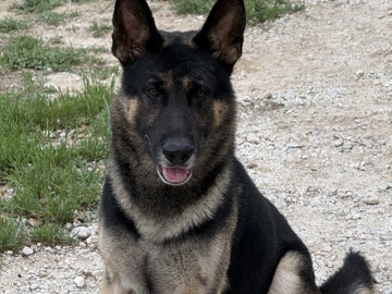 German Shepherd – Godzilla – Buda