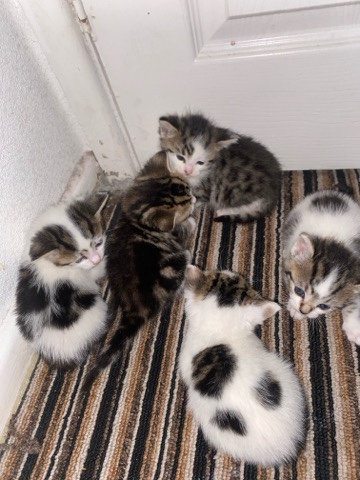 Minskin – Adorable kittens for sale