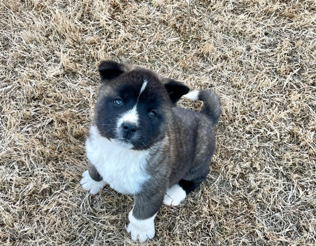 Akita Pups (Vision)