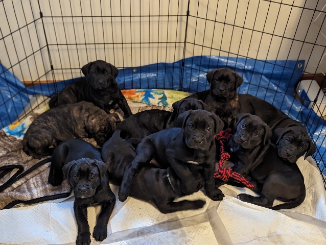 Perro de Presa Canario – Presa Canario puppies for sale- 📍WISCONSIN