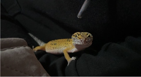 leopard geckos