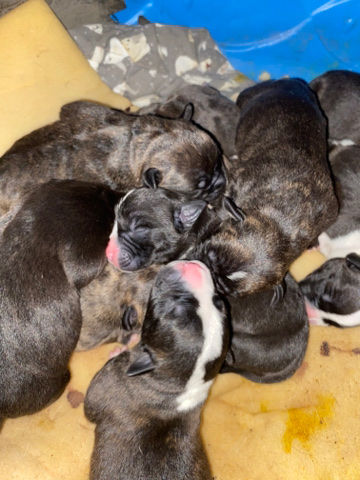 American Bulldog – American puppys