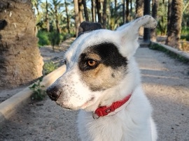 Reubicación de mascota por problema de salud del dueño – Elche