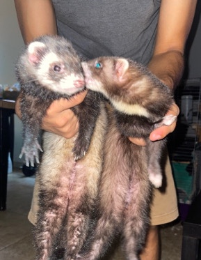 ferret – Two ferrets and cage