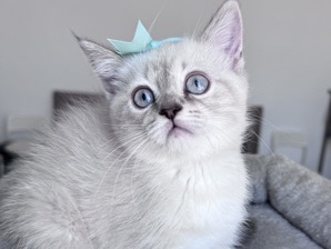 Beautiful Silver Point Female Kitten❤️ | Blue Eyes | British × Persian – Abu Dhabi