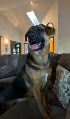 German Shepherd – German Shepard Mix
