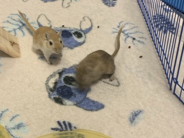 Gerbil – 2 girbles – Lincoln