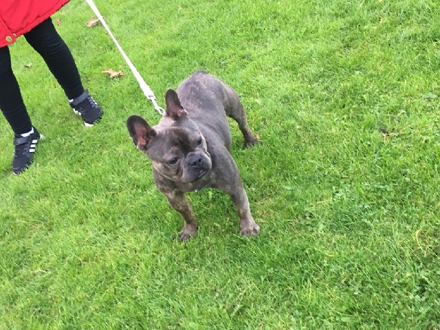 French Bulldog – french bulldog puppy's