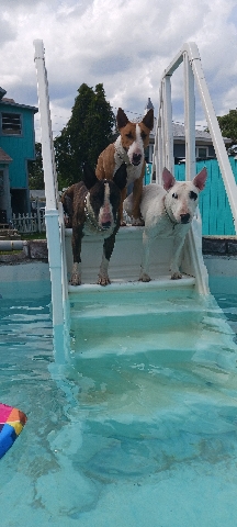 Bull Terrier – bull terrier puppies for sale