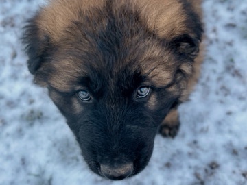 German Shepherd – AKC registered German Shepherd pups