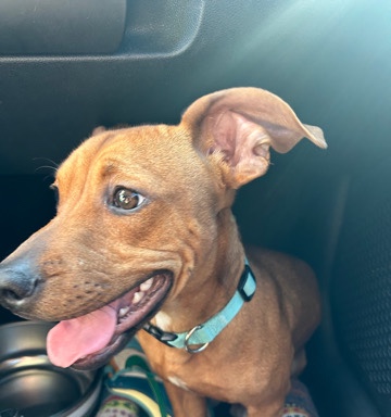 pit bull mix/ dachshund
