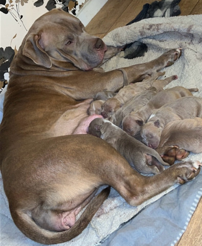 XL bully puppies