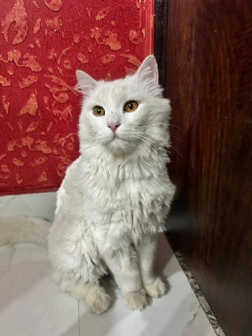 Turkish Angora cat