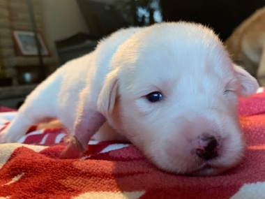 Siberian Husky – puppy needs surjury and a new home